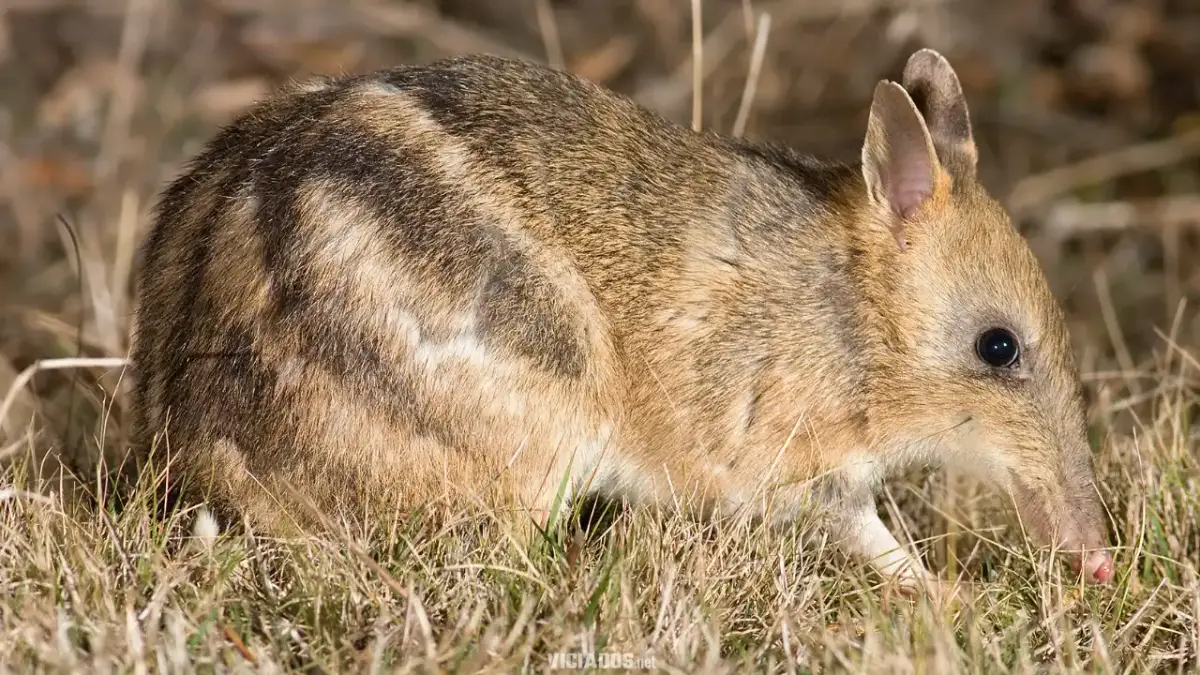Perameles gunnii Bandicoot barrado do leste 2026